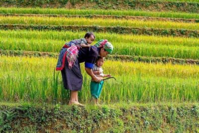 Hanoi: 2-Day Sa Pa Guided Village & Homestay Trekking Tour - Y Linh Ho, Lao Chai, Ta Van: the rice terraces trek that does the most