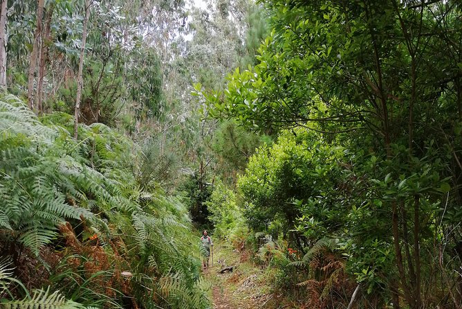 Hiking and Trekking tours in Madeira - Value at $120.02 for about 7 hours