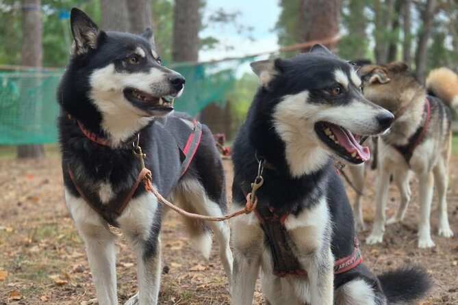 Husky Trekking in Natural Park near Vilnius - Key Highlights to Know Before You Go