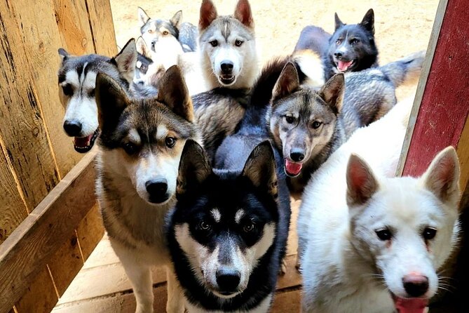Husky Trekking in Natural Park near Vilnius - Why Husky Trekking Near Vilnius Feels Different