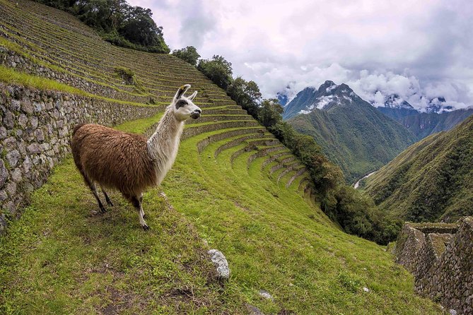 Inca Trail Trek to Machu Picchu - 2 Days (Small Group or Private) - Two Days, One Goal: Why This Trek Feels Efficient