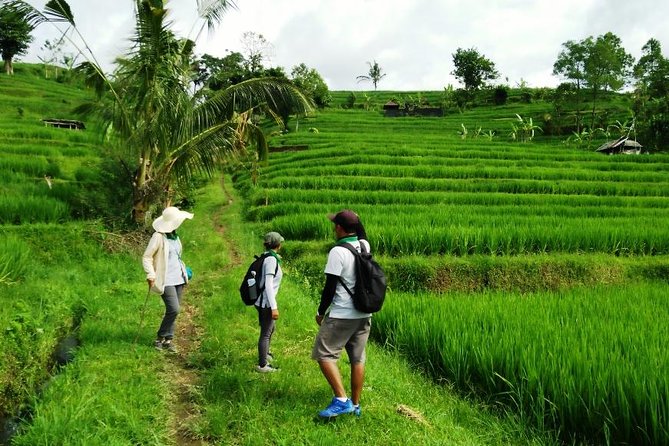 Jatiluwih full day e-bike cycling with lunch & trekking program - Green Cafe lunch: simple, local, and timed for energy