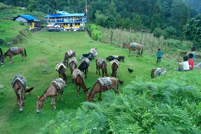 Kanchenjunga South Base Camp Trek - 13 Days - Why Kanchenjunga South Base Camp feels different from the usual big treks