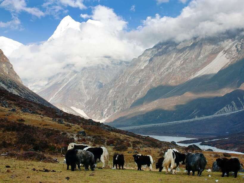 Kathmandu: 6 Days Langtang Valley Trek with Kyanjin Ri - Guides and pace: where this trek tends to win