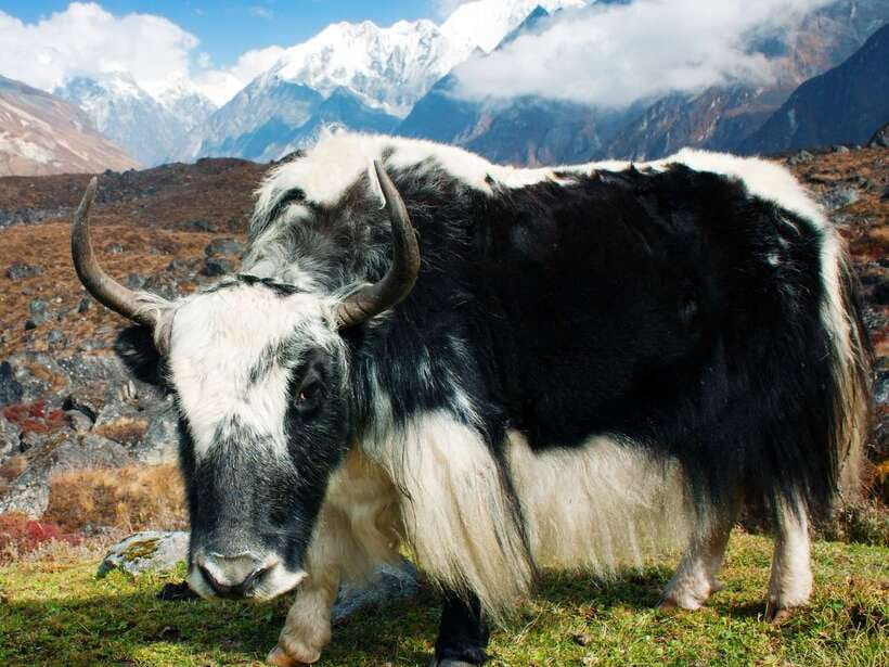 Kathmandu: 6 Days Langtang Valley Trek with Kyanjin Ri - Food, overnight comfort, and how to plan for real rest