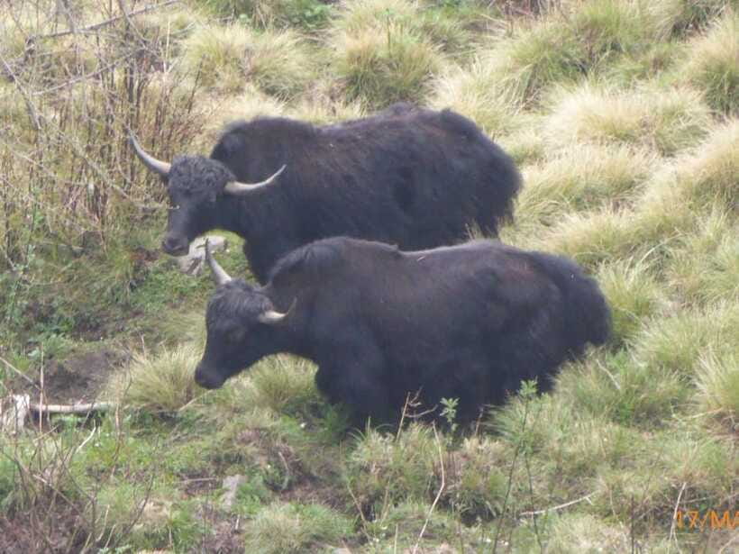 Kathmandu: 8-Day Annapurna Circuit Trek via Thorong La Pass - Manang to Yak Kharka: steady climb and more animal trail life