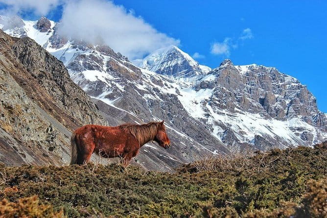 Kathmandu to Langtang Valley 7-Day Trek - Guide and porter quality: where this trek tends to shine