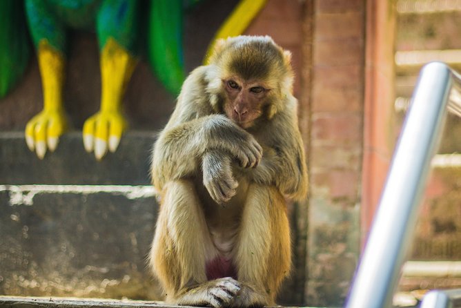Kathmandu Valley Trek - Lodging and Meals: Teahouse Basics, Hotel Comfort