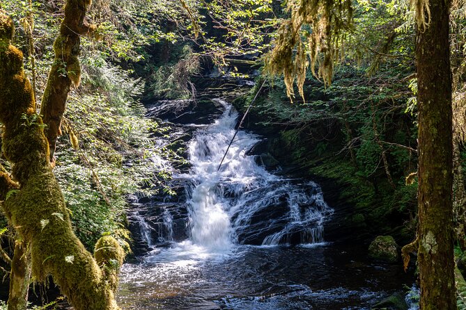Ketchikan Magical Old-Growth Creek Trek Guided Tour - Key highlights at a glance