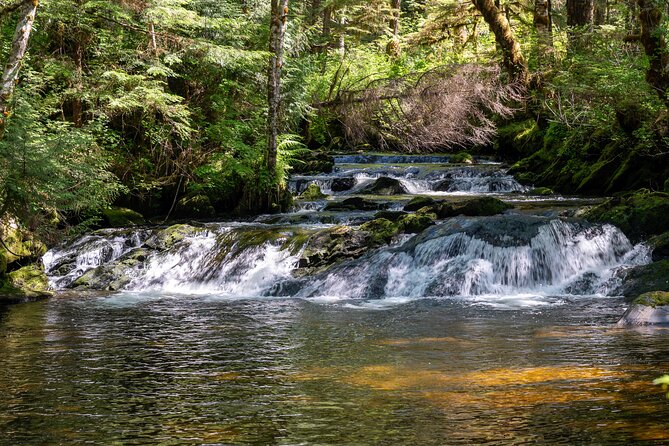 Ketchikan Magical Old-Growth Creek Trek Guided Tour - Why this old-growth creek trek feels personal in Ketchikan