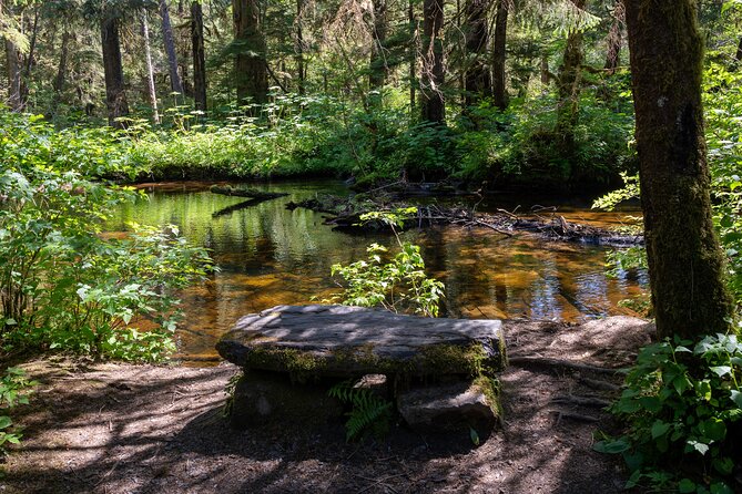 Ketchikan Magical Old-Growth Creek Trek Guided Tour - What you’re actually learning on the walk (flora, fauna, and a real conservation angle)
