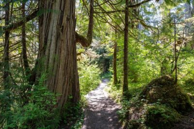 Ketchikan Magical Old-Growth Creek Trek Guided Tour - From the cruise dock to the trailhead: how pickup and timing really work