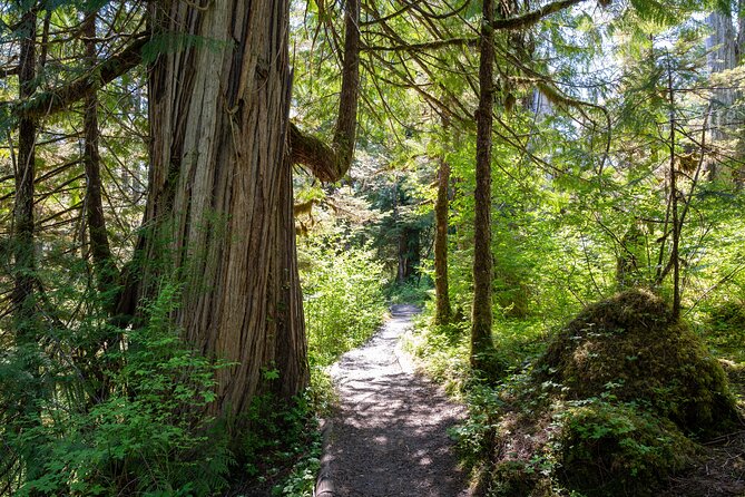 Ketchikan Magical Old-Growth Creek Trek Guided Tour - From the cruise dock to the trailhead: how pickup and timing really work