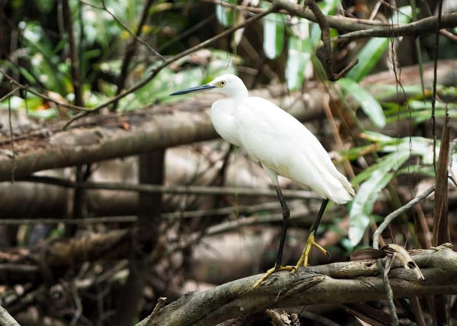 Khao Lak's Little Amazon: Canoe, Trek & Waterfall Day Trip - What Can Go Wrong With Timing (So You’re Not Caught Off Guard)