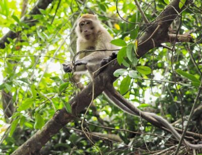 Khao Lak's Little Amazon: Canoe, Trek & Waterfall Day Trip - Canoe on the Takuapa Little Amazon: Wildlife Watching That Happens Fast