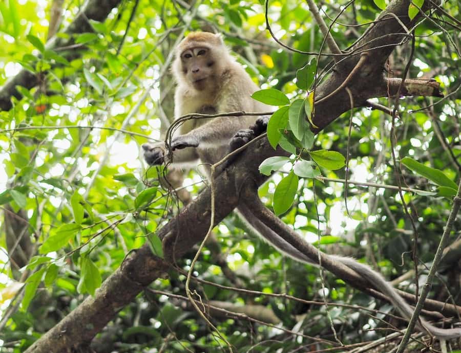 Khao Lak's Little Amazon: Canoe, Trek & Waterfall Day Trip - Canoe on the Takuapa Little Amazon: Wildlife Watching That Happens Fast