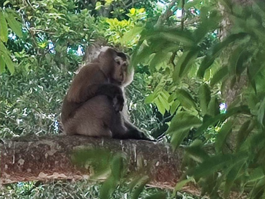 Khao Sok Jungle Day Trip - Jungle Trekking & Bamboo Rafting - Khao Sok’s rainforest: why this day trip feels different