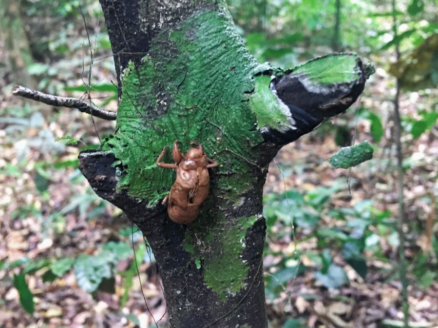 Khao Sok Jungle Day Trip - Jungle Trekking & Bamboo Rafting - Jungle coffee tasting: the small break that turns into a memorable moment