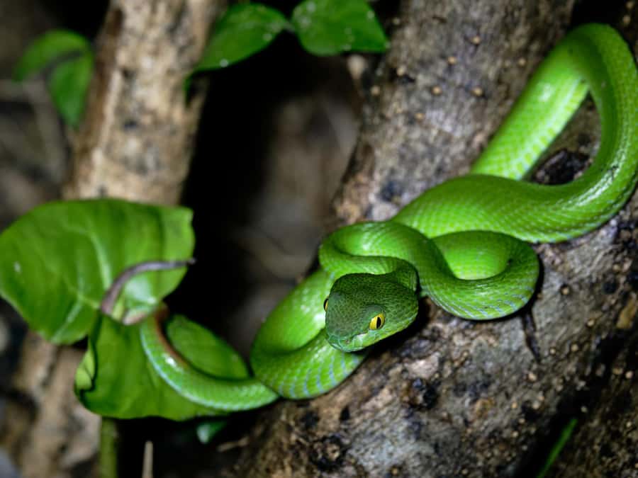 Khao Sok: Private Day Trekking, Jungle Dinner & Night Safari - Khao Sok at 1:30 PM: The Day Starts Like a Real Adventure
