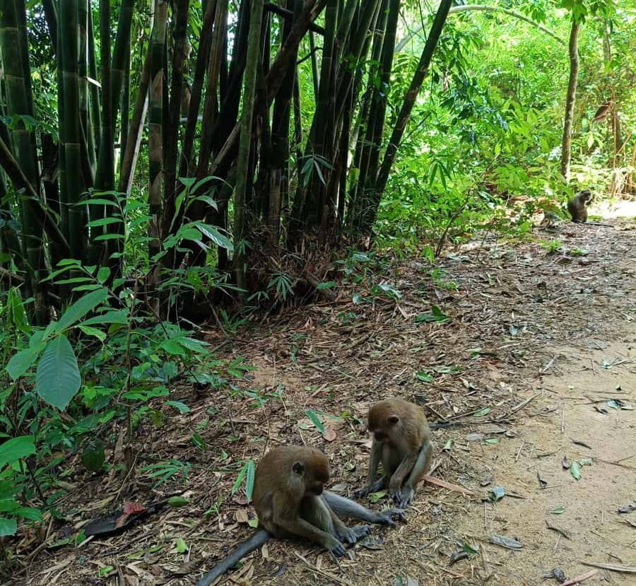 Khao Sok: Private Day Trekking, Jungle Dinner & Night Safari - Night Safari: Nocturnal Wildlife Viewing With Real Forest Rhythm