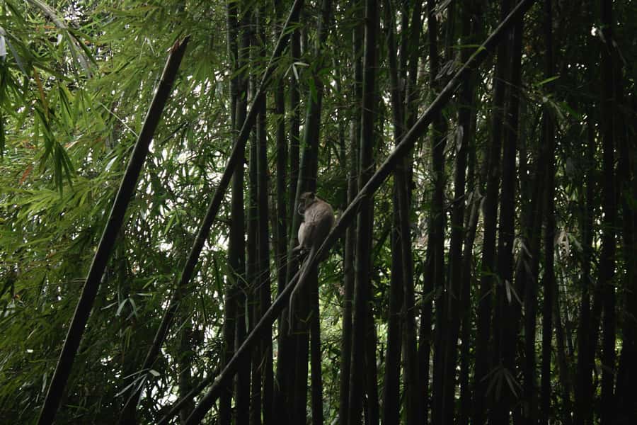 Khao Sok: Private Day Trekking, Jungle Dinner & Night Safari - Logistics That Make or Break the Evening