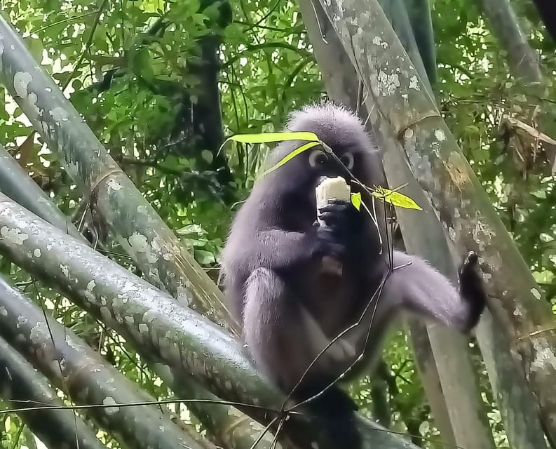Khao Sok: Private Day Trekking, Jungle Dinner & Night Safari - Who Should Book This (and Who Should Skip It)