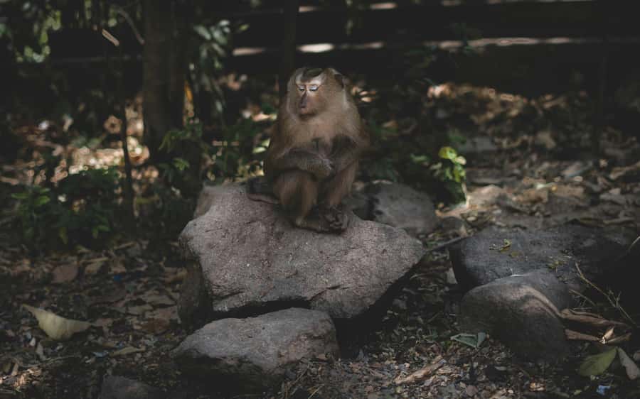 Khao Sok: Private Jungle Trek, Waterfall Swim & Bamboo Lunch - Price and Value: Is $96 Worth It for 5 Hours?