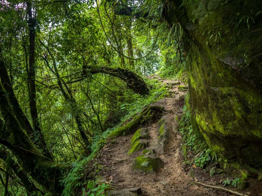 Khao Sok: Private Jungle Trek, Waterfall Swim & Bamboo Lunch - Should You Book This Khao Sok Jungle Trek and Waterfall Swim?