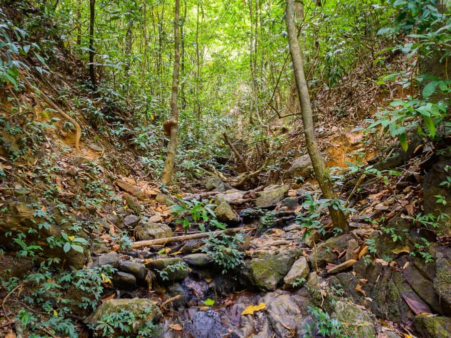 Khao Sok: Private Jungle Trek, Waterfall Swim & Bamboo Lunch - FAQ