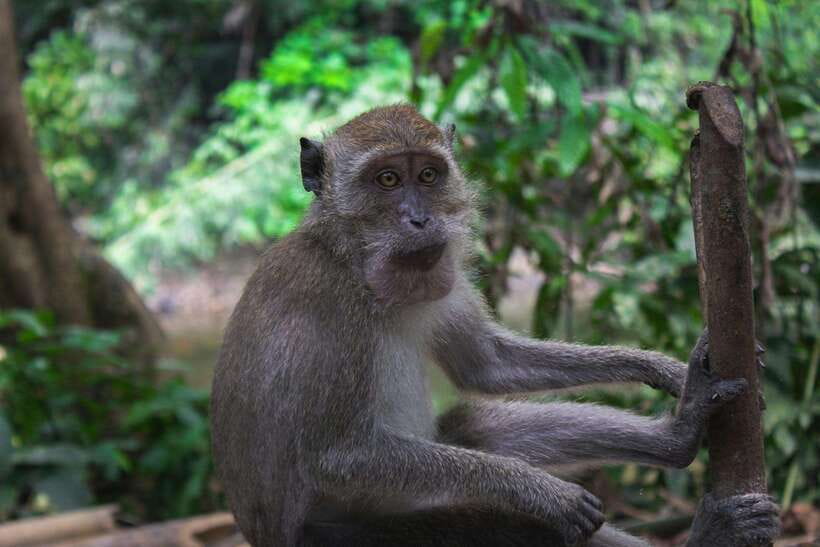 Khao Sok: Private Waterfalls and Wildlife Half-Day Trek - Key points to know before you go