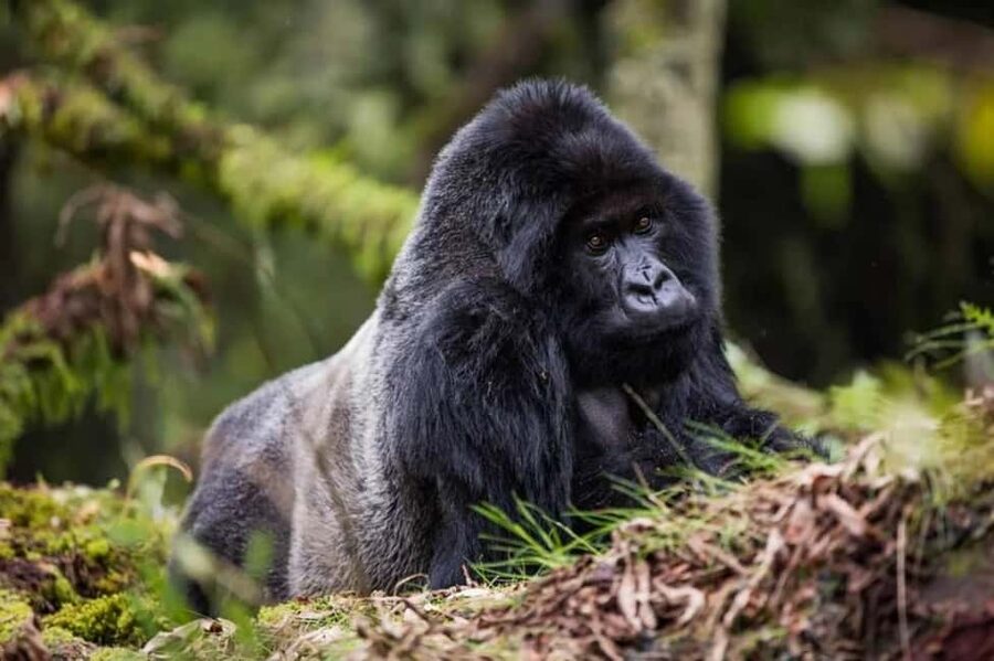 Kigali: Gorilla Trekking in Volcanoes National Park - Key things to know before you go