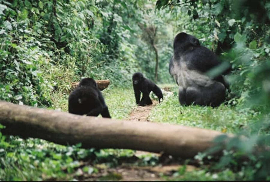Kigali: Gorilla Trekking in Volcanoes National Park - Kigali Gorilla Trekking: The Early Start That Actually Works
