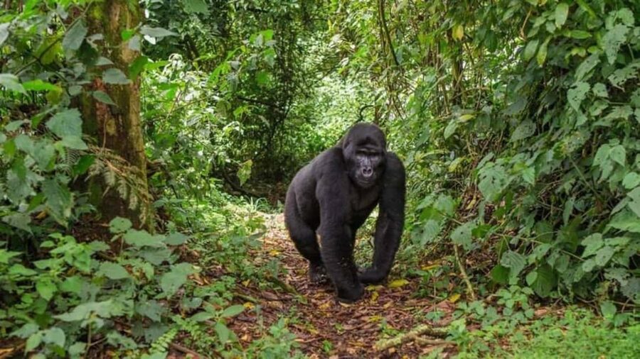 Kigali: Gorilla Trekking in Volcanoes National Park - What to Bring: Your Gorilla Day Packing List