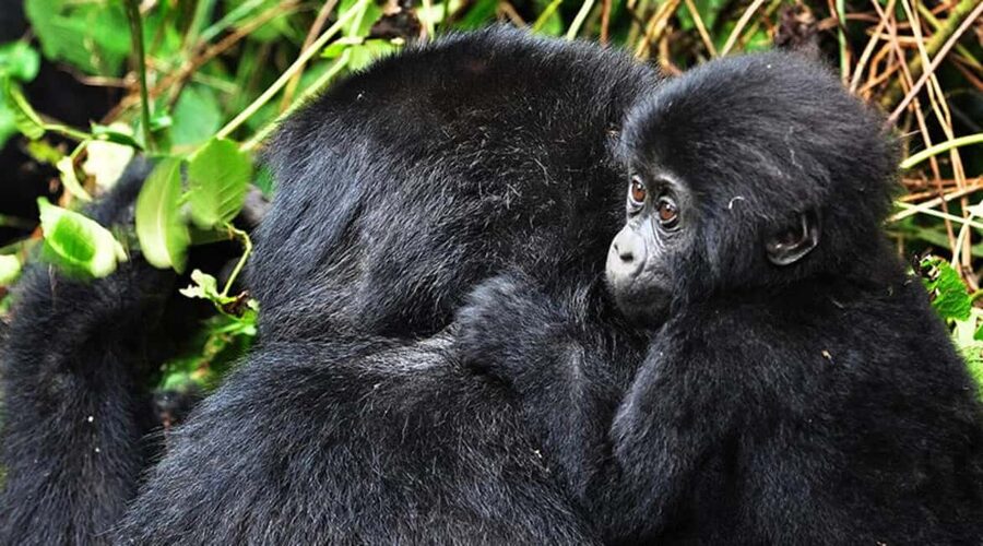 Kigali: Gorilla Trekking in Volcanoes National Park - The Journey to Musanze-Kinigi: More Than Just Driving