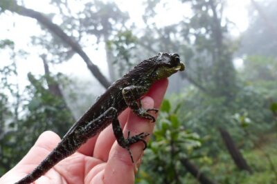 Knuckles Leopard trail Trek from Kandy - Entering the Knuckles: tea trails, gravel paths, and first wildlife signs