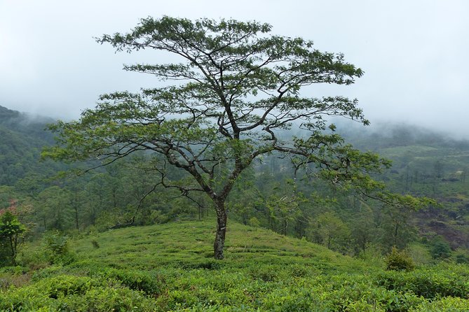Knuckles Leopard trail Trek from Kandy - FAQ