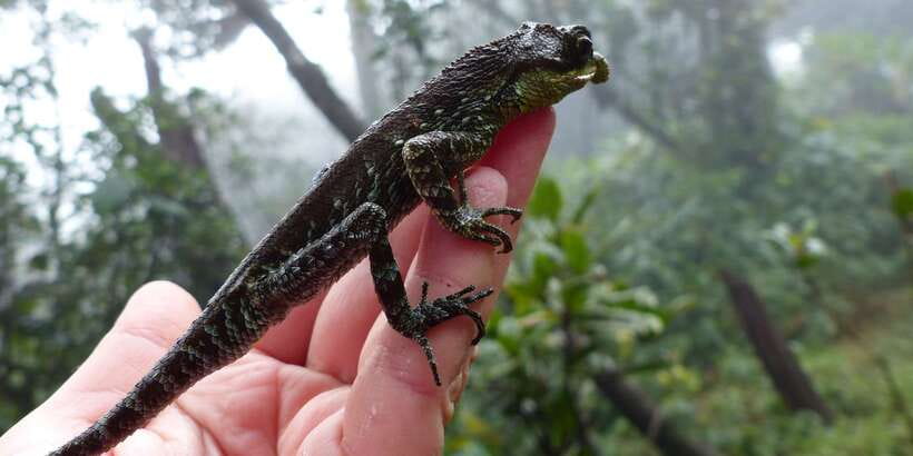 Knuckles Leopard trail Trek from Kandy - Price and value: what $108 includes (and what it doesn’t)