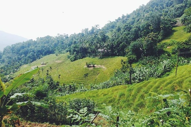 Knuckles Spice Trail Trek from Kandy - Terrace Rice Fields to Village Life: What You’ll See