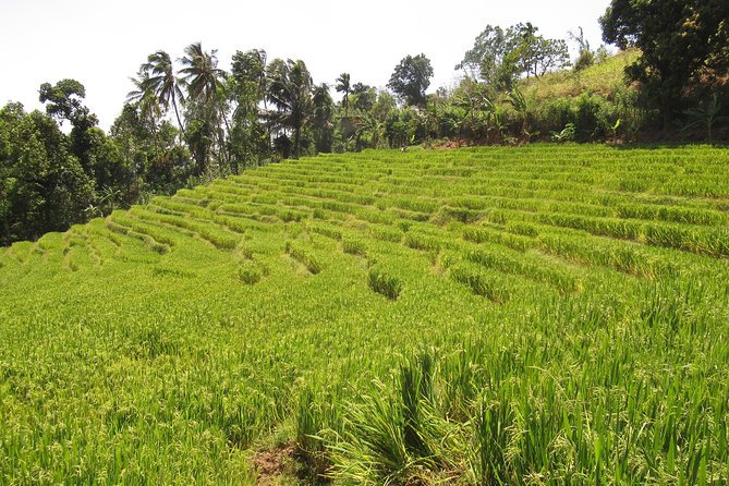 Knuckles Spice Trail Trek from Kandy - Guide and Driver Matters More Than You Think