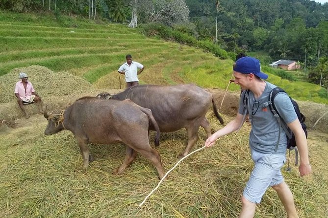 Knuckles Spice Trail Trek from Kandy - Tea State Trails, Pine and Eucalyptus Forests
