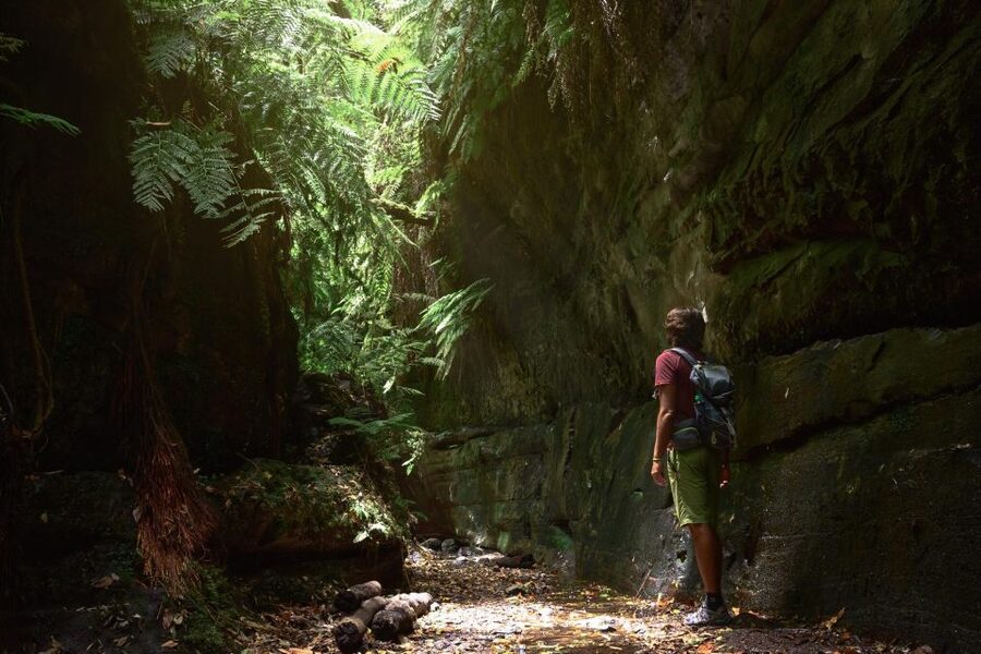 La Palma: Guided Trekking Tour To Cubo de la Galga - Forest Time Travel to Cubo de la Galga: What’s Special Here
