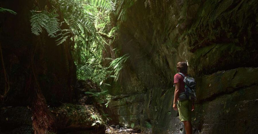 La Palma: Guided Trekking Tour To Cubo de la Galga - Entering the Laurisilva: The Drive Toward Puntallana’s Ancient Green