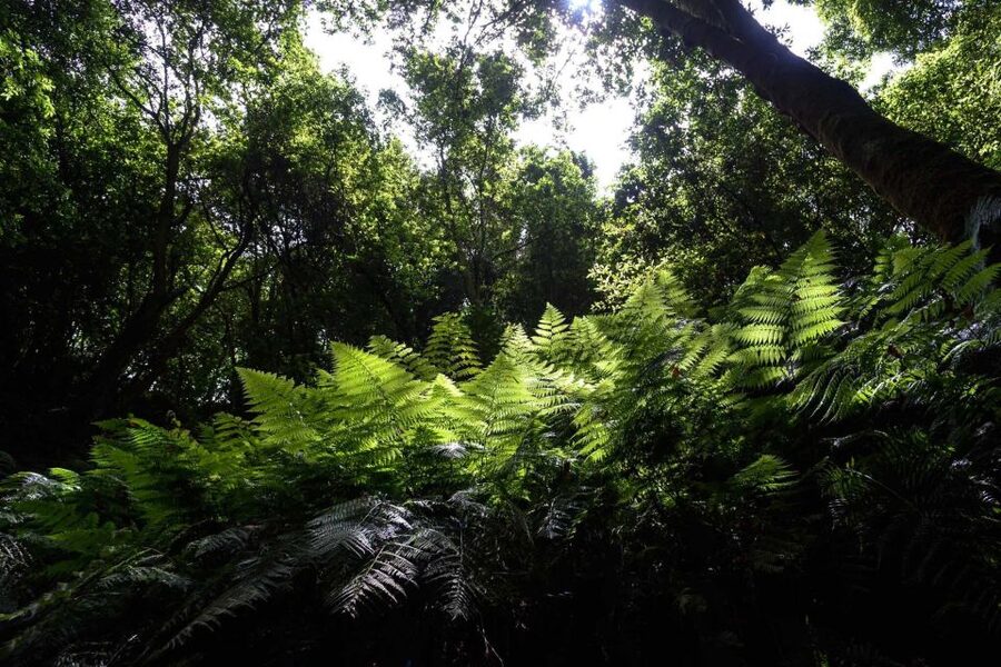 La Palma: Guided Trekking Tour To Cubo de la Galga - San Bartolo and El Salto del Enamorado: Story Time at the Cliffs