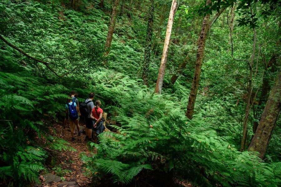 La Palma: Guided Trekking Tour To Cubo de la Galga - El Cubo de la Galga: Walking Through a Very Old Forest