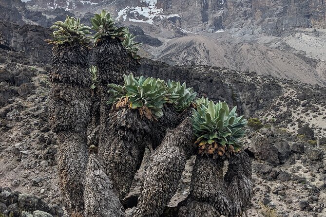Lemosho Route 7 Days Trekking at Mount Kilimanjaro - Price and what $2,800 buys you (and what it doesn’t)