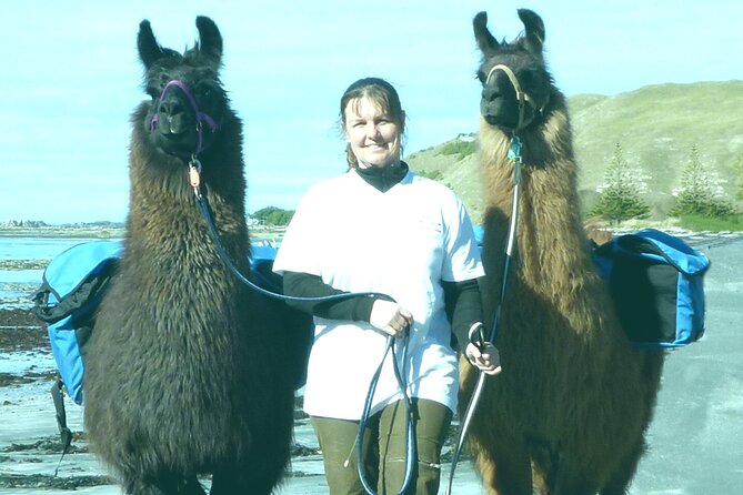 Llama Trek (Half-day) - Kaikoura Bay, Beaches & Seal Colony - Quick hits: what you’ll actually do