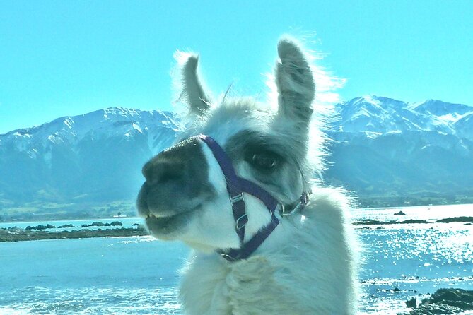 Llama Trek (Half-day) - Kaikoura Bay, Beaches & Seal Colony - Why this half-day trek fits Kaikōura so well