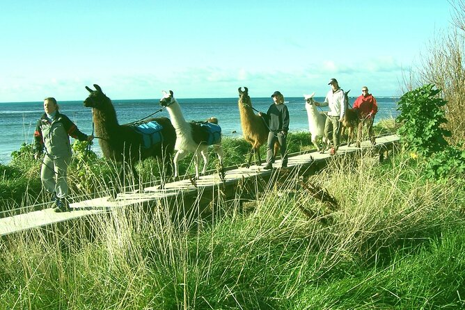 Llama Trek (Half-day) - Kaikoura Bay, Beaches & Seal Colony - Your llama: how you’ll be introduced and why care matters