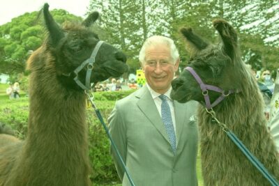 Llama Trek (Half-day) - Kaikoura Bay, Beaches & Seal Colony - Meeting point reality: where to start and end
