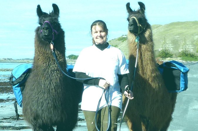 Llama Trek (Half-day) - Kaikoura Bay, Beaches & Seal Colony - The main trek: Kaikōura Bay, beaches, and boardwalk
